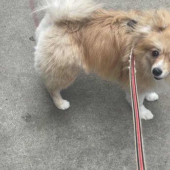Kriser's Natural Pet - My dog's blunt cut - Pet Stores Near Me - Chicago, Illinois Kriser's Natural Pet - My dog's blunt cut - Pet Stores Near Me - Chicago, Illinois