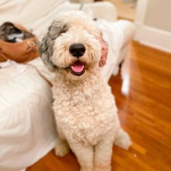 SouthPaws - Before groom(she had done custom colors for Christmas the previous time)