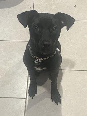 Best Friends Pet Adoption Center by null