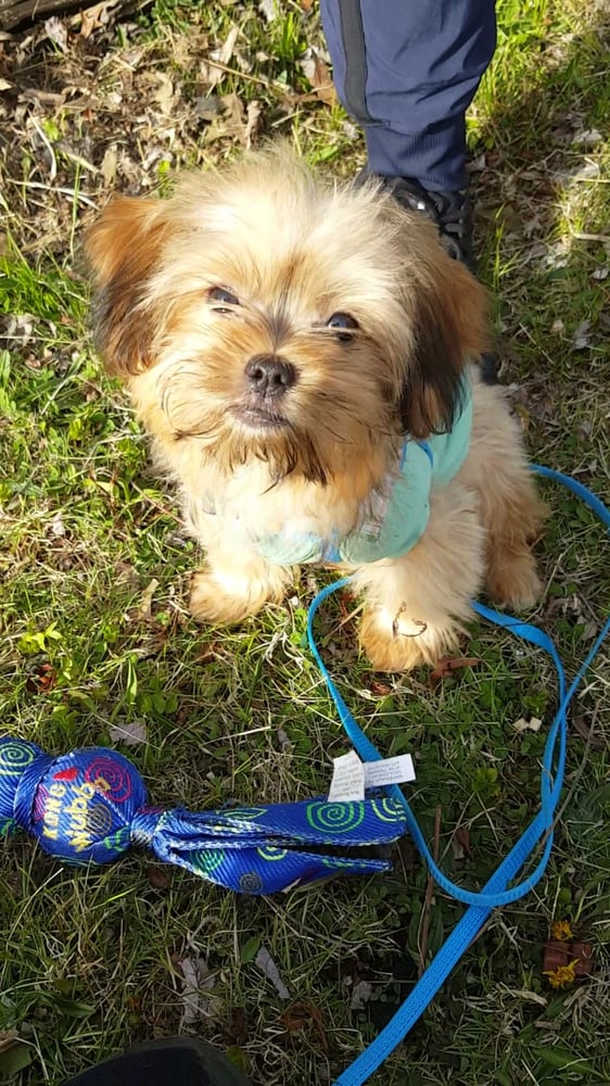 WAWA’S PUPPY BOUTIQUE CLOSED Updated September 2024 3039 Cross Bronx Expy, Bronx, New York