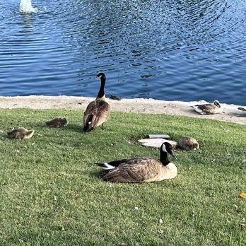 Heritage Park - Geese and goslings! - Parks Near Me - Cerritos, California Heritage Park - Geese and goslings! - Parks Near Me - Cerritos, California