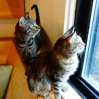 NEKO: A Cat Cafe - Themed Cafes Near Me - Seattle, Washington NEKO: A Cat Cafe - Themed Cafes Near Me - Seattle, Washington