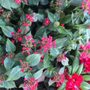 Photo of Stortorvet Blomster