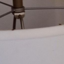 gnats on lampshade gnats on lampshade