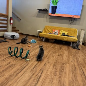 El Jefe Cat Lounge - Pet Adoption Near Me - Tucson, Arizona