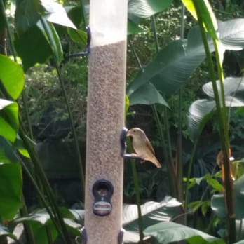 Mitchell Park Domes - Bird feeder for the small flock. - Parks Near Me - Milwaukee, Wisconsin
