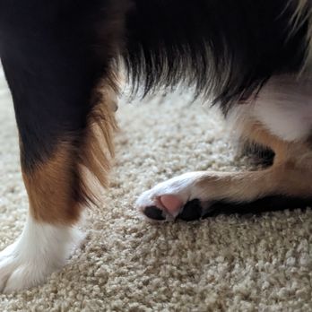 Brooklyn Pet Spa - Pet Groomers Near Me - Brooklyn, New York Brooklyn Pet Spa - Pet Groomers Near Me - Brooklyn, New York