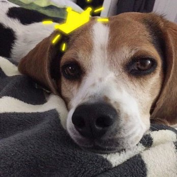 Central Bark Pet Grooming Salon - Pet Groomers Near Me - Waterloo, Ontario