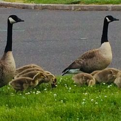 Liberty Park - Best part of coming here is seeing the baby geese every spring (2022 photo)