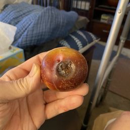 Plum Plum
