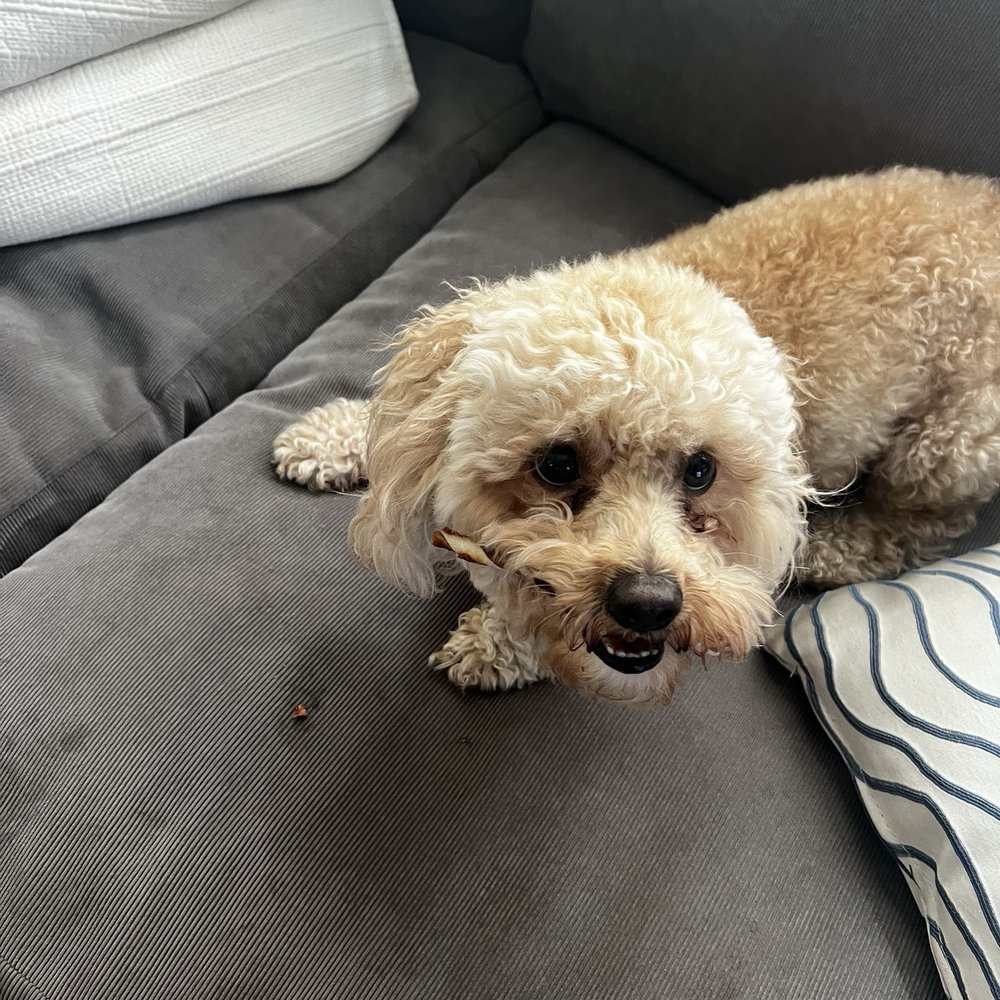 Our Poodle Maltese mix is Dr. Ashbaugh's patient Our Poodle Maltese mix is Dr. Ashbaugh's patient
