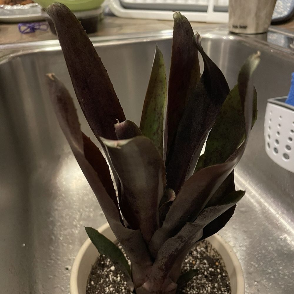 Bird Rock Tropicals - Neoregelia Vulcan x Black Knight - Nurseries & Gardening Near Me - Encinitas, California