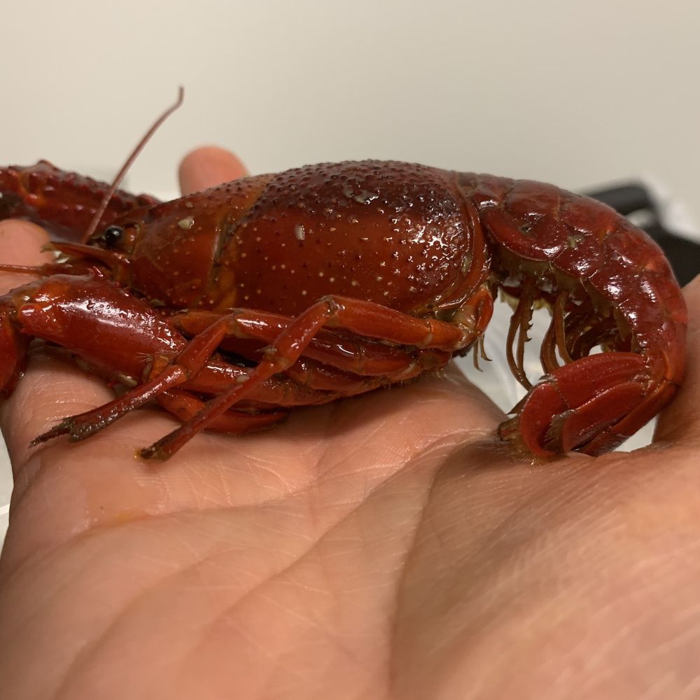 LTK Crawfish - Large Crawfish - Cajun/Creole Near Me - Houston, Texas LTK Crawfish - Large Crawfish - Cajun/Creole Near Me - Houston, Texas
