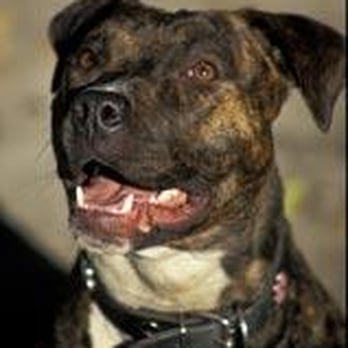 Rocket Dog Rescue - ZuZu Belle - Animal Shelters Near Me - Oakland, California