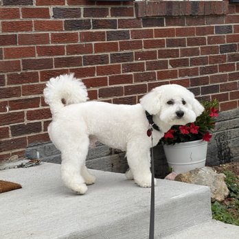 Love For Paws - Pet Groomers Near Me Love For Paws - Pet Groomers Near Me