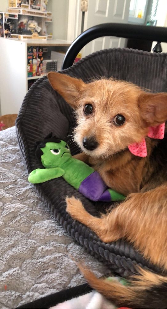 PET SUPPLIES PLUS BELMONT Updated July 2024 34 Photos & 20 Reviews