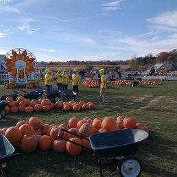 Pumpkins for sale