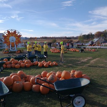 Wickham Farms - Pumpkins for sale - Mini Golf Near Me - Penfield, New York