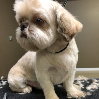 Cyns Dog House - Mister Mohawk - Pet Groomers Near Me - Spokane, Washington