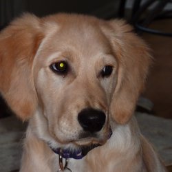 vca animal hospital federal way