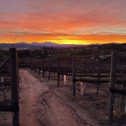 Sunrise Vineyards - Sunrise behind Sangiovese vineyard