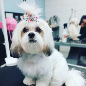 Scruffy To Fluffy Mobile Grooming - Millie - Pet Groomers Near Me Scruffy To Fluffy Mobile Grooming - Millie - Pet Groomers Near Me
