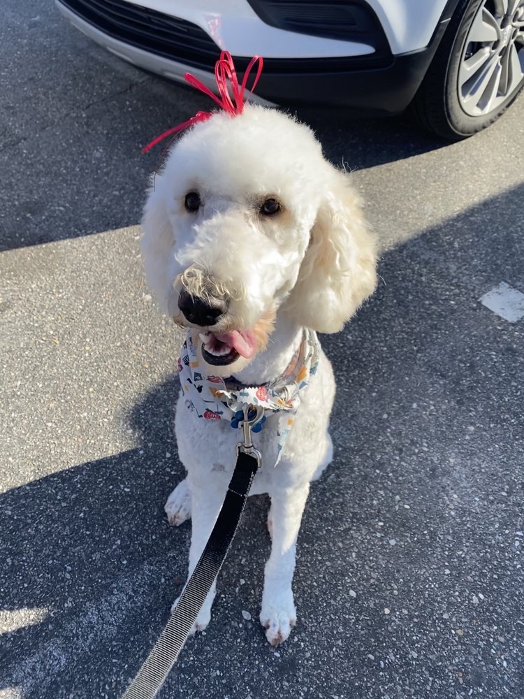 CHERYLS BEST FRIENDS PET GROOMING Updated September 2024 97 Photos