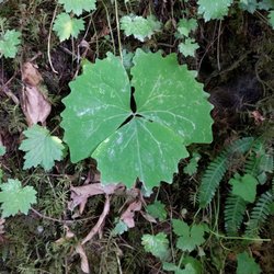 Olympic National Rainforest - Gorgeous plant life