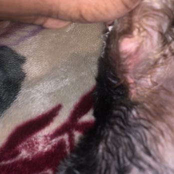 Canine Cuties - Pet Groomers Near Me