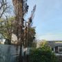 Photo of Los Primos Tree Service
