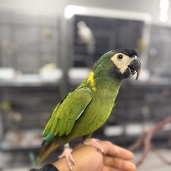 JPQ Exotics Pet Store - Yellow Collar Macaw