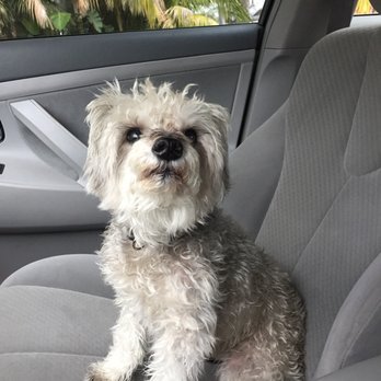 G G Grooming - Pet Groomers Near Me - Garden Grove, California