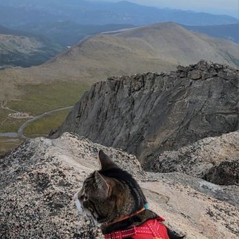 Rocky Mountain Window and Gutter Cleaning - The Kitty at 14,200 feet Mt Evans. - Window Washing Near Me Rocky Mountain Window and Gutter Cleaning - The Kitty at 14,200 feet Mt Evans. - Window Washing Near Me