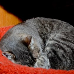 Cat Clinic At Canyon Park
