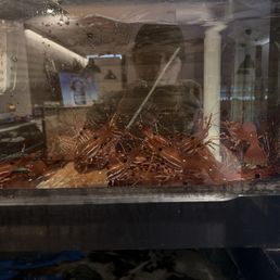 Sweet Shrimp Sweet Shrimp