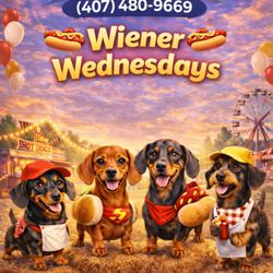 Universal Dog Care Orlando - Weiner Wednesdays are always a hit