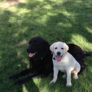 San Antonio Premier Pet Sitters - Coalby and Rusty - Pet Sitting Near Me - San Antonio, Texas San Antonio Premier Pet Sitters - Coalby and Rusty - Pet Sitting Near Me - San Antonio, Texas