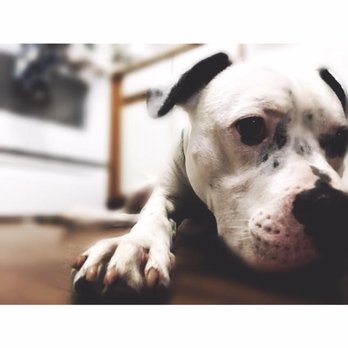 Darling's Doggos - Darling's Doggos: Ann Arbor, MI Dog Walker & Pet Sitter - Dog Walkers Near Me Darling's Doggos - Darling's Doggos: Ann Arbor, MI Dog Walker & Pet Sitter - Dog Walkers Near Me