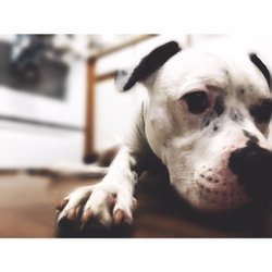 Darling's Doggos - Darling's Doggos: Ann Arbor, MI Dog Walker & Pet Sitter
