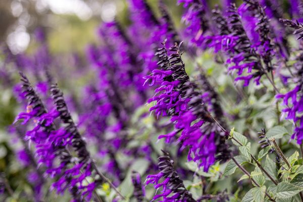 Golden Gate Park by null