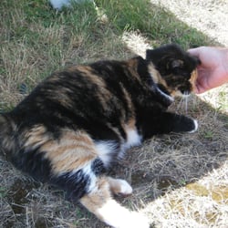 Boston Light - The lighthouse kitty.