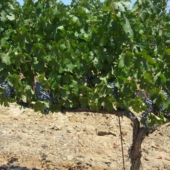 Leoness Cellars - More bunches of grapes to be picked soon - Venues & Event Spaces Near Me - Temecula, California Leoness Cellars - More bunches of grapes to be picked soon - Venues & Event Spaces Near Me - Temecula, California