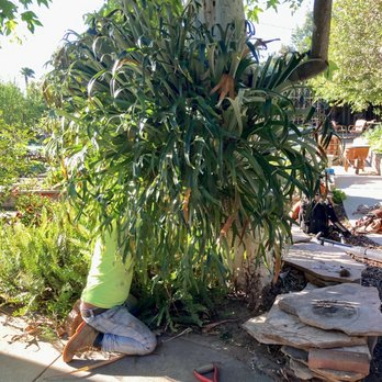 Father & Son Tree Service - Carefully relocating my stag horn fern! - Tree Services Near Me - Winnetka, California