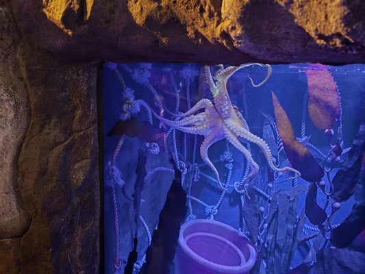 SEA LIFE Sydney Aquarium by null