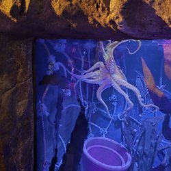 SEA LIFE Sydney Aquarium - Octopus