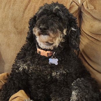 Doggie Style Pets - Zoey - Pet Groomers Near Me - Bala Cynwyd, Pennsylvania Doggie Style Pets - Zoey - Pet Groomers Near Me - Bala Cynwyd, Pennsylvania