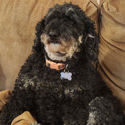 Doggie Style Pets - Zoey