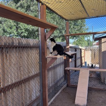 NM Catio Service - Catio with new shelves. - A black and white cat is sitting on a wooden platform inside a fenced outdoor enclosure designed for cats. The enclosure has multiple levels, ramps, and platforms made of wood, with a chain-link fence and a mesh roof. Trees and a clear blue sky are visible beyond the enclosure, indicating it is outdoors. The setup provides a safe space for cats to climb and explore. - Patio Coverings Near Me