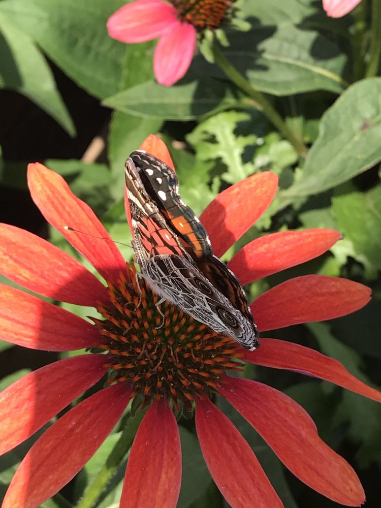 LONG SEASON FARMS Updated September 2024 1017 Main Rd, Aquebogue