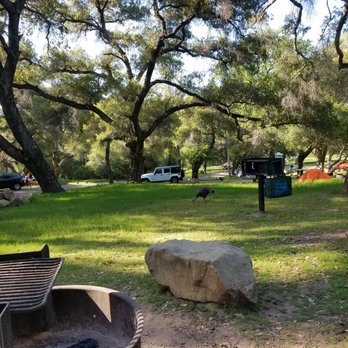 Los Prietos Campground - Fire pits and a turkey - Campgrounds Near Me - Santa Barbara, California Los Prietos Campground - Fire pits and a turkey - Campgrounds Near Me - Santa Barbara, California